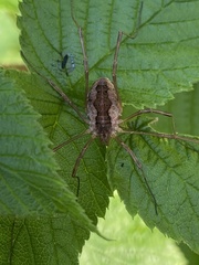 Mitopus