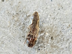 Gambrinus griseus