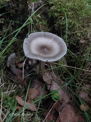 Amanita umbrinolutea