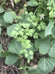 Fumaria parviflora