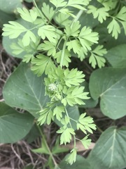 Fumaria parviflora