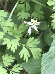 Fumaria parviflora