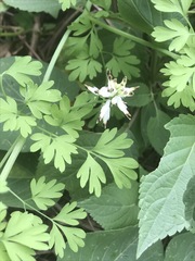 Fumaria parviflora