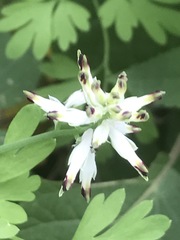 Fumaria parviflora