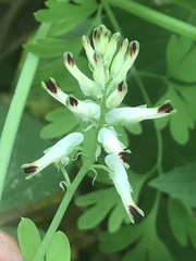 Fumaria parviflora