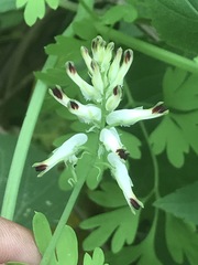 Fumaria parviflora