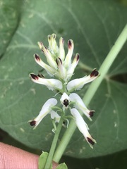 Fumaria parviflora