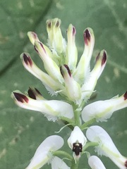 Fumaria parviflora