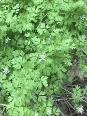 Fumaria parviflora