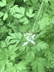 Fumaria parviflora