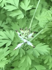 Fumaria parviflora