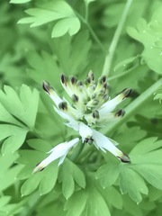 Fumaria parviflora