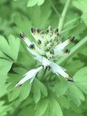 Fumaria parviflora