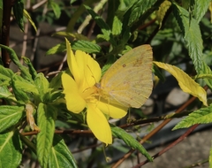Catopsilia florella