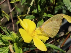 Catopsilia florella