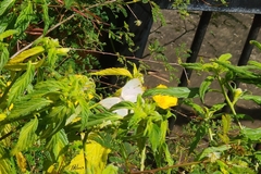 Catopsilia florella