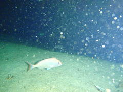 Pterogymnus laniarius