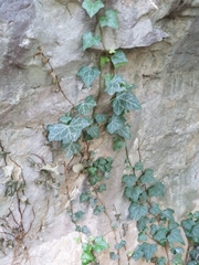 Hedera helix