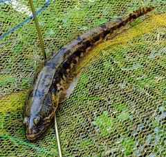 Pseudaphritis urvillii