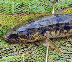 Pseudaphritis urvillii