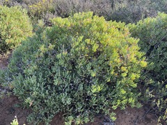 Lampranthus otzenianus