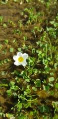 Oxalis dregei
