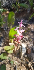 Lachenalia membranacea