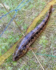 Pseudaphritis urvillii