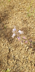 Lachenalia bolusii