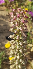 Lachenalia violacea
