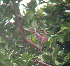 Muscicapa dauurica