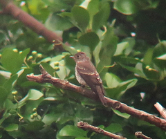 Muscicapa dauurica