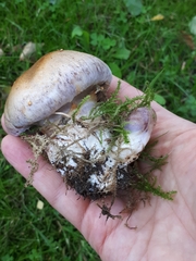 Phlegmacium balteatocumatile