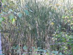 Typha × glauca