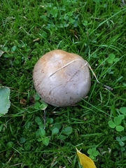 Phlegmacium balteatocumatile