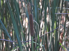 Typha × glauca