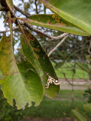 Theila siennata
