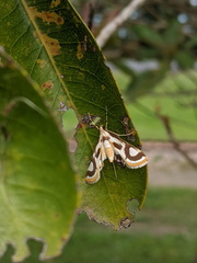 Theila siennata