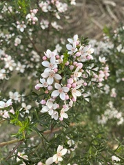 Cyanothamnus anemonifolius variabilis