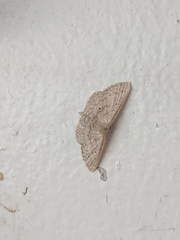 Scopula hypochra