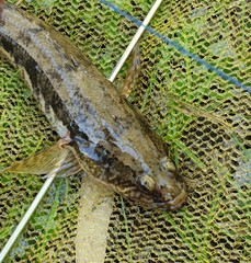 Pseudaphritis urvillii