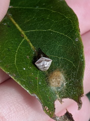 Araneus cyrtarachnoides