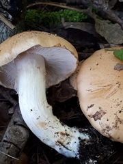 Cortinarius polymorphus