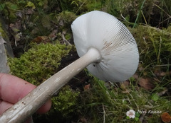 Amanita umbrinolutea