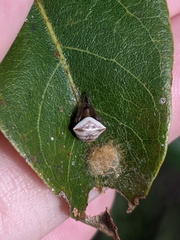Araneus cyrtarachnoides