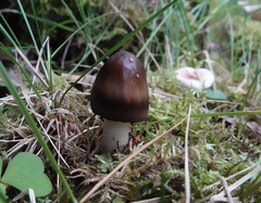 Amanita umbrinolutea