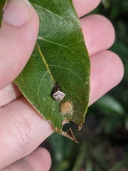 Araneus cyrtarachnoides