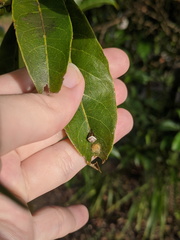 Araneus cyrtarachnoides