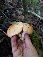 Cortinarius polymorphus