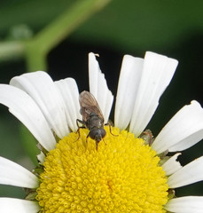 Syrphidae